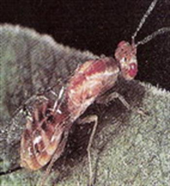 زنبور مغزخوار طلایی پسته